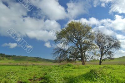 Oak Tree in spring