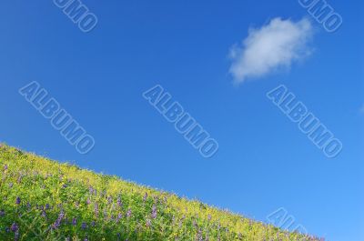 springtime meadow