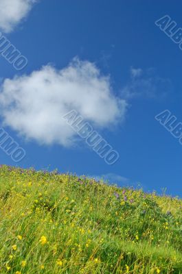 springtime meadow