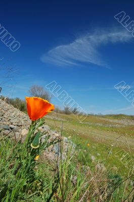 poppy flower
