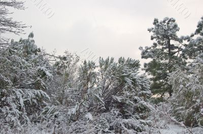 snowy forest in winter