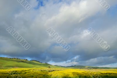 meadow in springtime