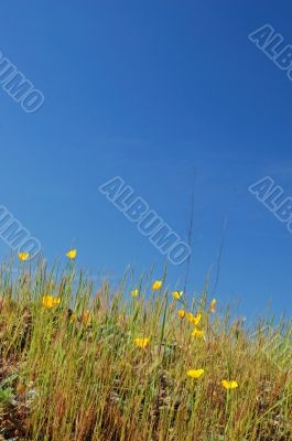 meadow in springtime