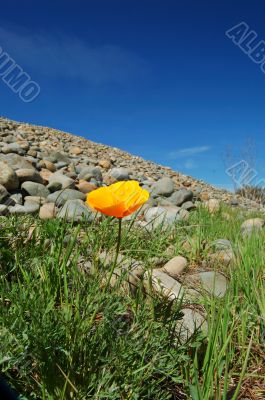 meadow in springtime