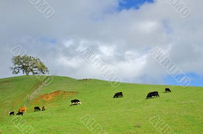 verdant hillside