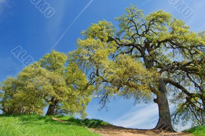 oak trees in spring