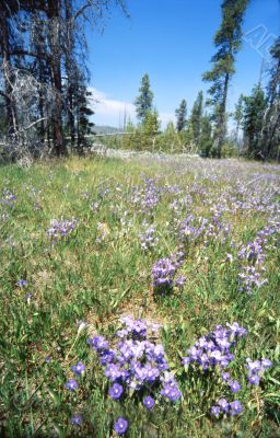 yellowstoen meadow