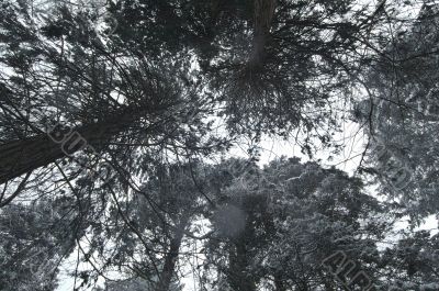 snowy forest in winter