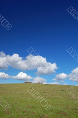 sheep grazing on the hillside