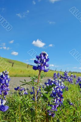 Forest of wildflwers