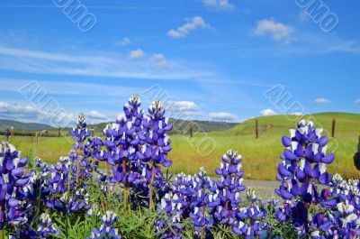 Forest of wildflwers