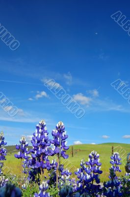 Forest of wildflwers