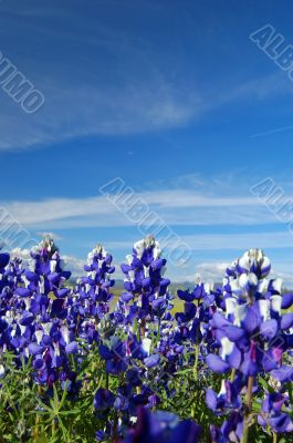 Forest of wildflwers