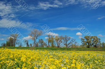 springtime meadow