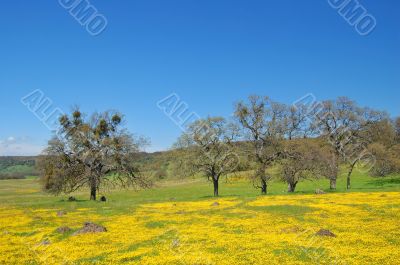 springtime meadow