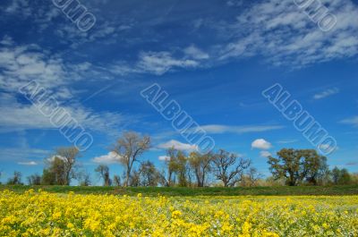 springtime meadow