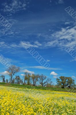springtime meadow