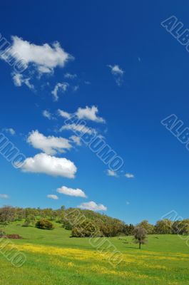 springtime meadow