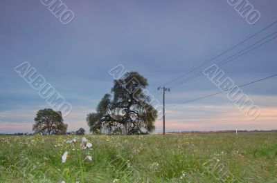 springtime meadow