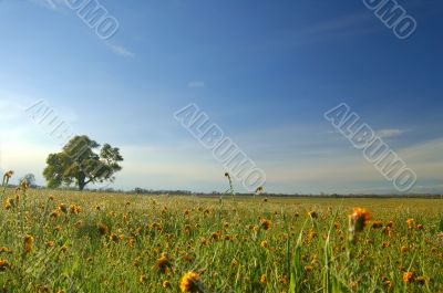 springtime meadow