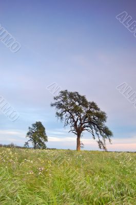 springtime meadow
