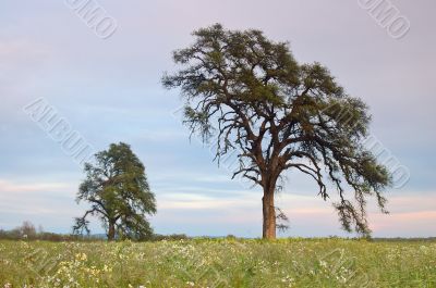 springtime meadow