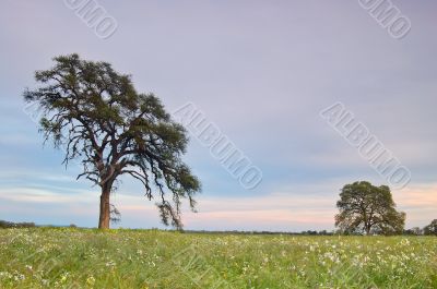 springtime meadow