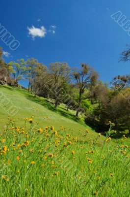 springtime landscape