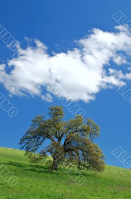 oak tree in spring