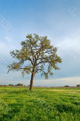 oak tree in spring
