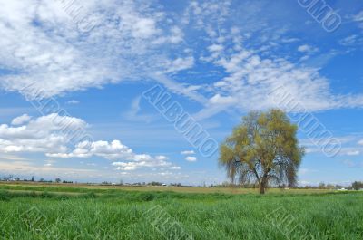 springtime landscape