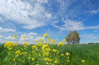 springtime landscape