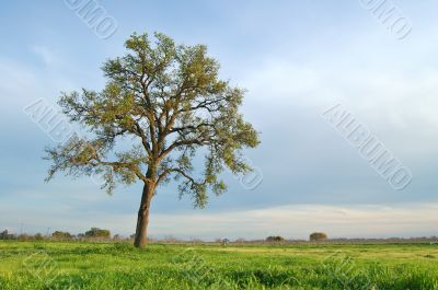springtime landscape