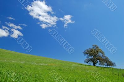 oak tree in spring