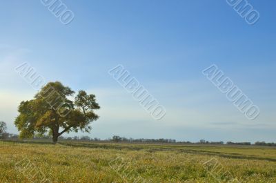 springtime landscape