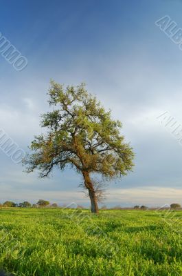 springtime landscape