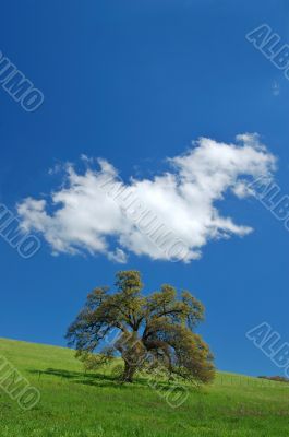 oak tree in spring