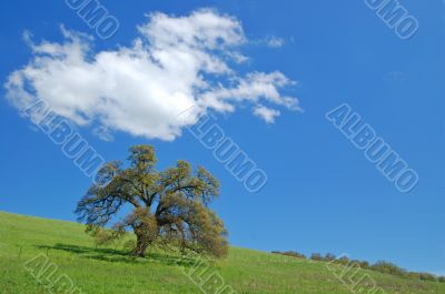 oak tree in spring