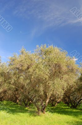 springtime orchard