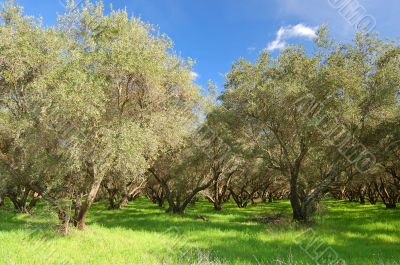 springtime orchard
