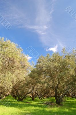springtime orchard