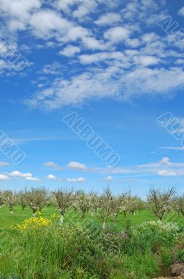 springtime orchard