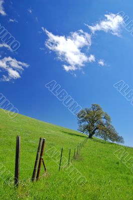 oak tree in spring