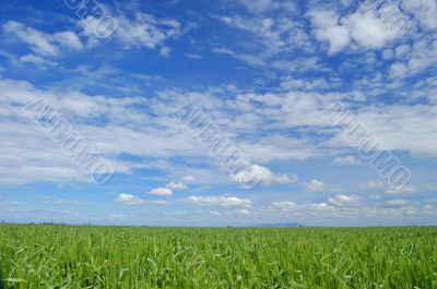 spring field