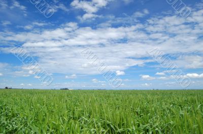 spring field