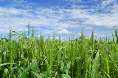 spring field