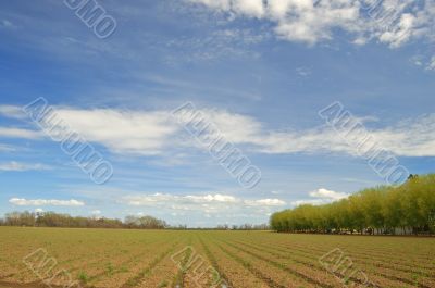 spring field