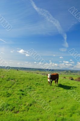 cattle