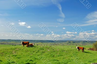 cattle