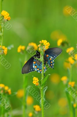 butterfly